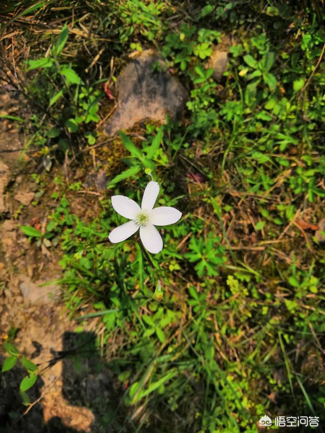 4月下旬至五一,还有哪些野菜可以吃？