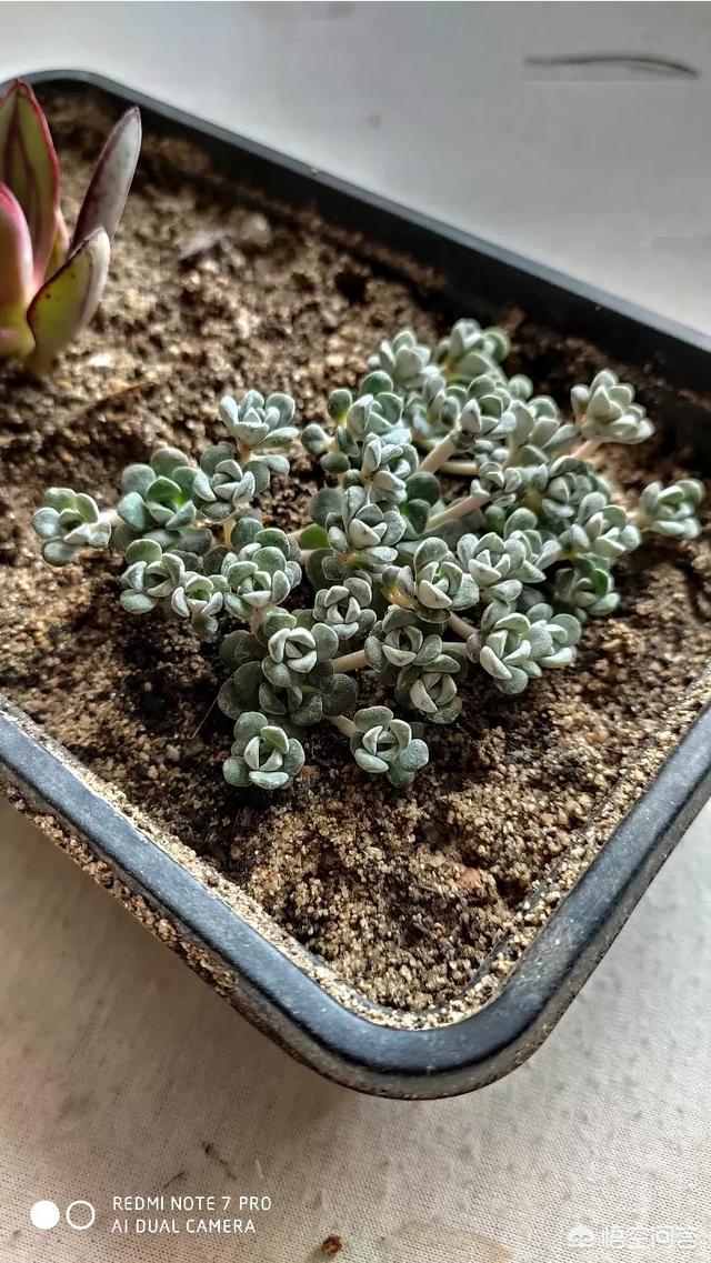 多肉可以用沙子和椰糠配的土种吗 头条问答