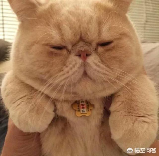 加菲猫图片:加菲猫肉怎么只长身体上不长脸上呢？