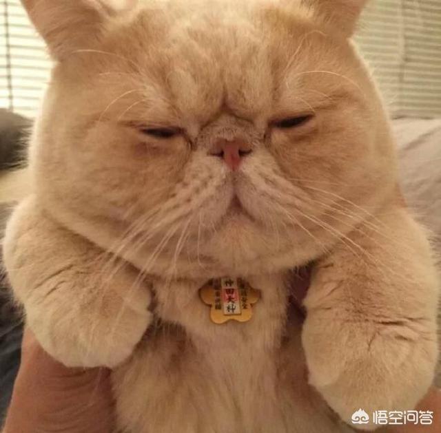 哪种猫容易有泪痕橘猫加菲猫:加菲猫吃什么猫粮好改善泪痕？