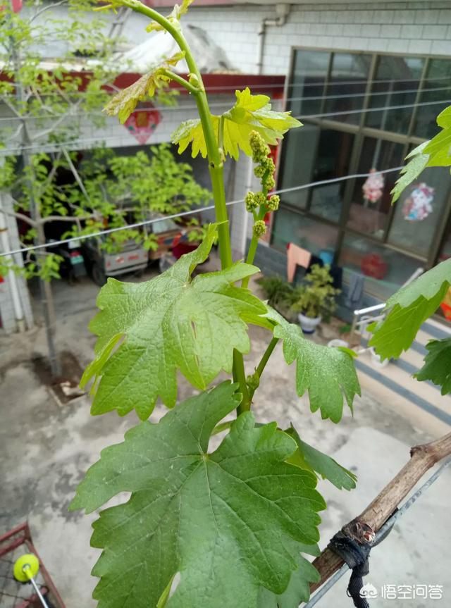 露天葡萄种植技术大全:庭院种植葡萄，怎么样管理才能高产优质？