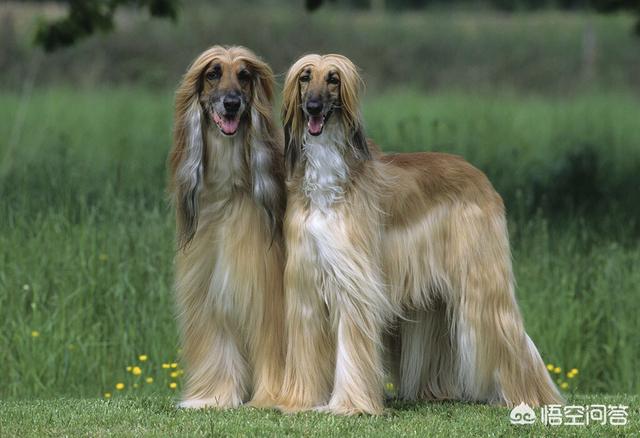 阿富汗猎犬图片欣赏:阿富汗狗毛最长能达多少公分？