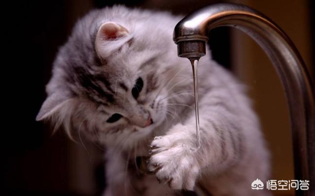 猫咪发春的声音音乐:家里的猫发情了，一直叫，好心烦，怎么办？