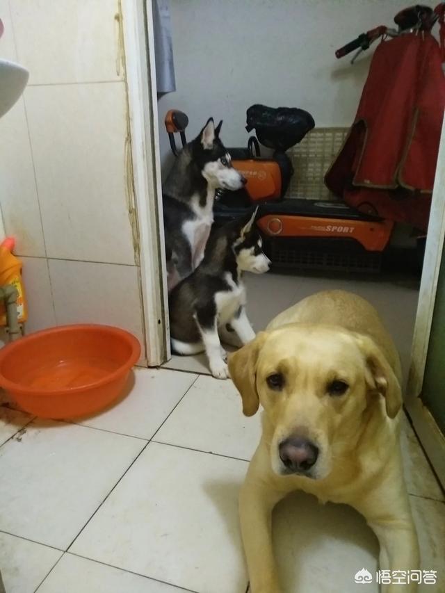 沙皮图片:潮汕大头犬就是潮汕土狗吗？潮汕大头犬打架怎么样？