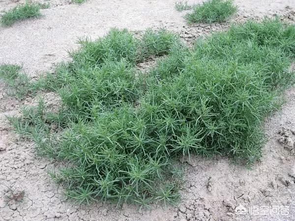 在农村有一种与猪毛菜很像的野菜,它叫碱蓬菜,你吃过吗？