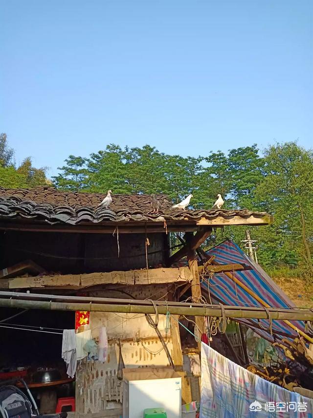 农村养殖鸽子赚钱吗？