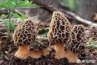 农村人一般在几月份可以上山去采野生的蘑菇？