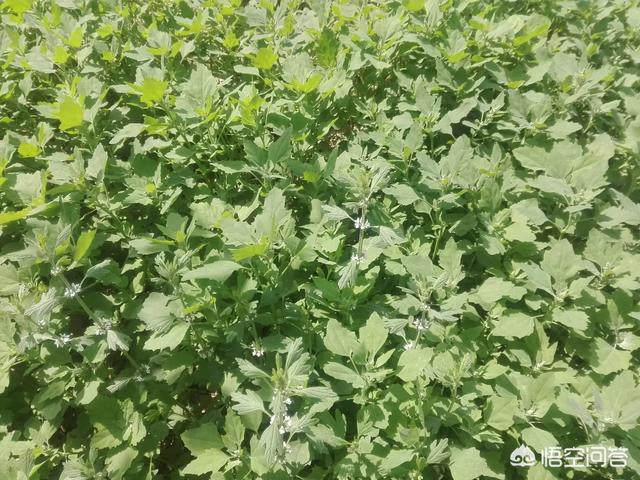 立夏过后,农村里还有哪些野菜可以吃？