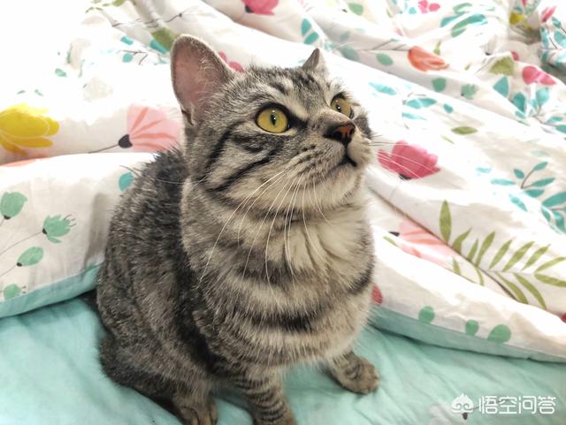 霸道总裁的小猫咪夏小薰小说:你家猫咪会不会认为自己是你生的？