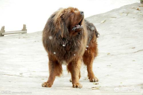 兰伯格獒犬和圣伯纳犬那个大:都说“一獒战三虎，三獒沉航母”，藏獒有这么厉害吗？