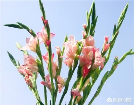 唐菖蒲的大棚养殖:唐菖蒲适合在水中生长吗？