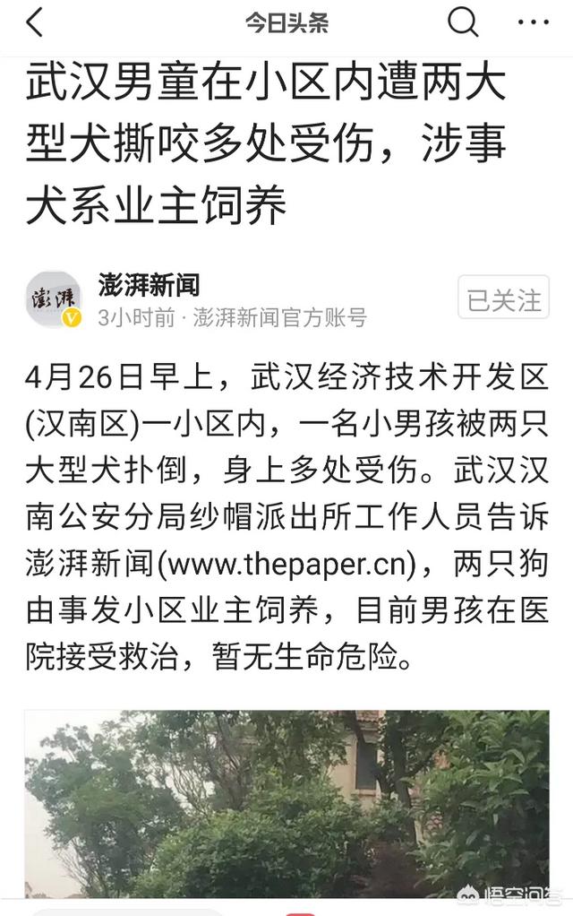 利辛有养狗的吗罗威那狗的吗:农村人差不多家家都养狗，你知道为什么吗？