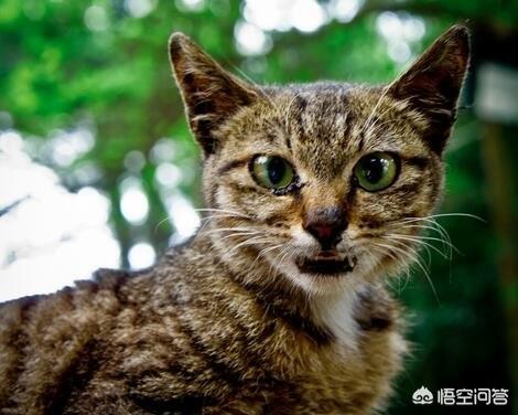 猫把自己的孩子吃了,我该怎么办？