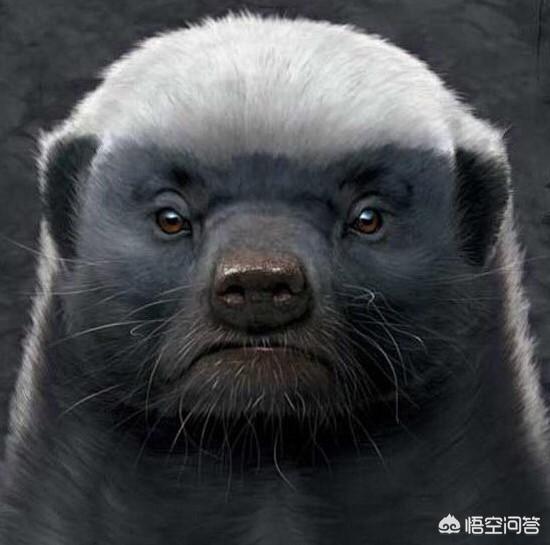 平头哥蜜獾图片高清:为什么感觉大部分男人都不爱留胡子？