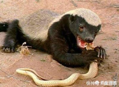 平头哥蜜獾图片:无所畏惧的蜜獾，它的战斗力有多强？