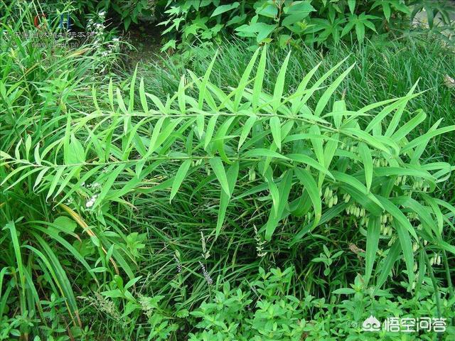 黄精价格多少钱一斤:黄精的价格差别很大黄精多少钱一斤正常？