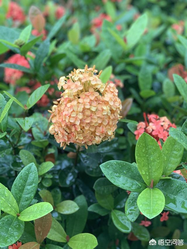 广州芳村花鸟鱼虫市场黑历史:广州花卉批发市场有一千元以一盆的花吗？