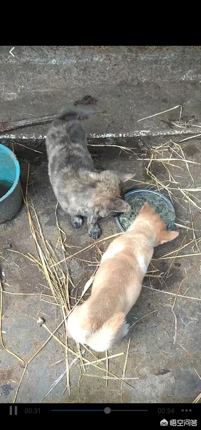 狗狗什么时候开始认主？插图35