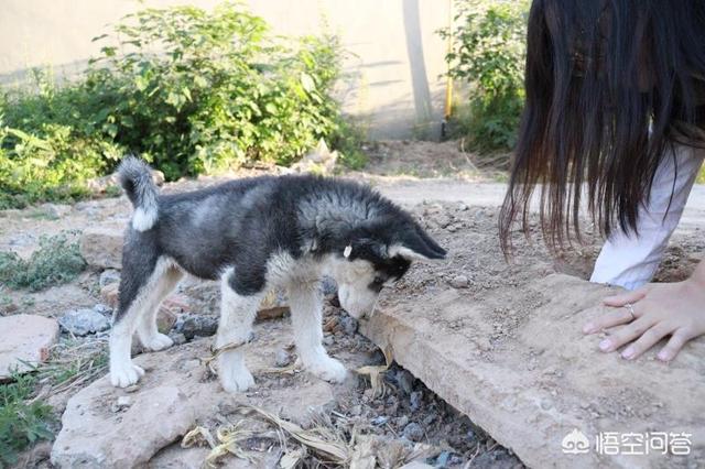 如何让狗狗进入下小说:怎么样才能让狗在我床上睡觉？