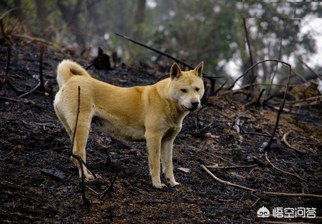 澳洲野犬分布在中国:哪些狗狗体内拥有狼的基因？ 简直不敢相信母爱泛滥的非洲野犬