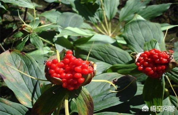 壮阳十大名贵药材，农村的山坡上有哪些名贵药材？你上山采过哪些草药？