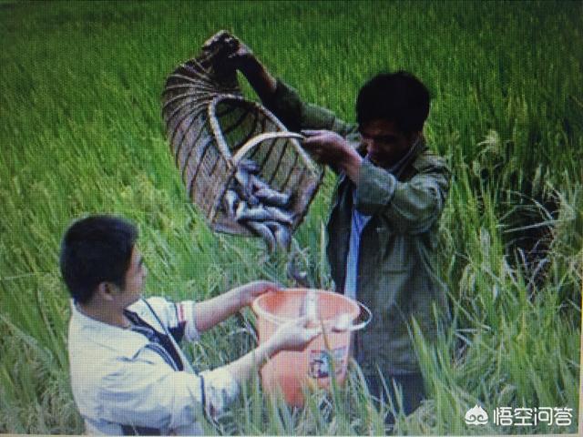 鲶鱼养殖每亩可养多少:一个2000平方的鱼塘，养殖什么比较赚钱？