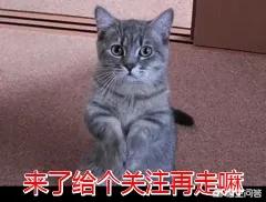 狗狗不吃东西怎么办呢:幼犬刚抱回来不吃东西,幼犬不吃东西要怎么办？ 狗不爱吃东西怎么办