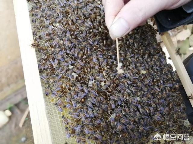 有关蜜蜂的小知识简写，蜜蜂如何知道哪个采蜜的地方最好有哪些关于蜜蜂的小知识