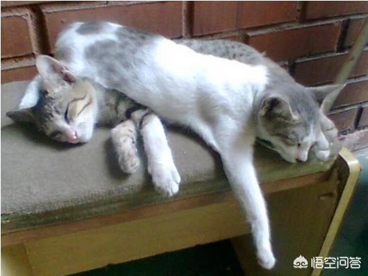 猫咪睡觉时为什么把身体卷成团:为什么有些猫咪睡觉时要把身体团成一个球？