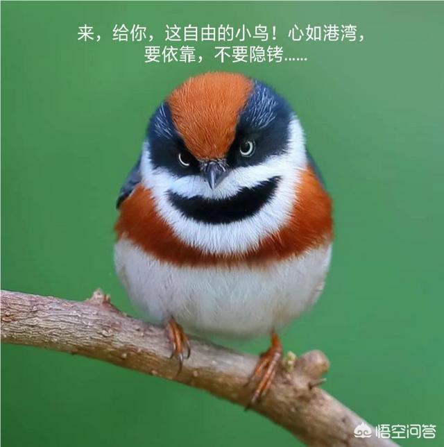 唐僧如果对孙悟空不戴紧箍咒,沙和尚和猪八戒将会有怎样的表现？