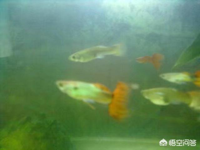 家养宠物鱼种类:家养观赏鱼哪种鱼好养，什么品种观赏鱼最好养？