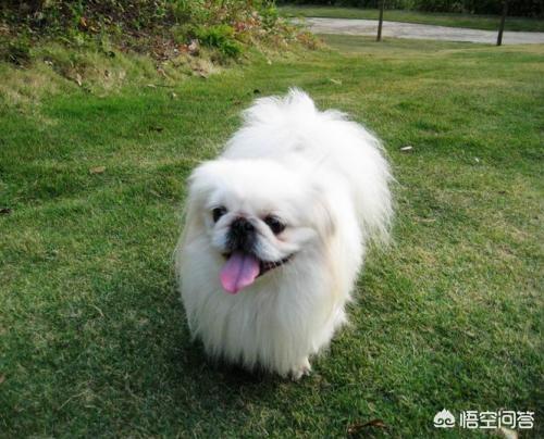 京巴狗怎么养:大家觉得哈巴狗可爱吗？好养吗？