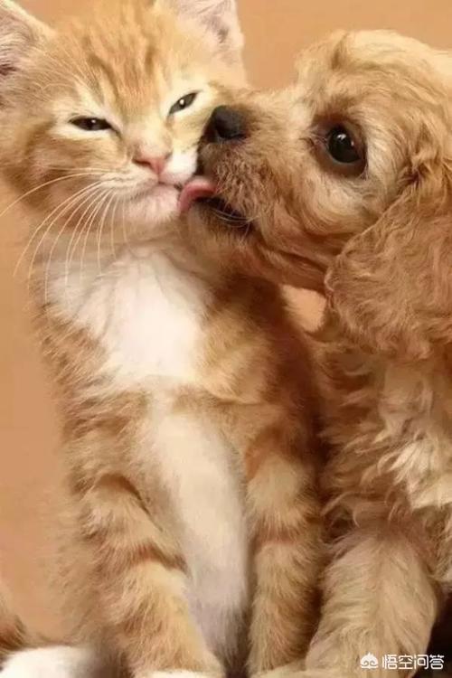 猫狗:猫和狗是否能一起养？为什么？