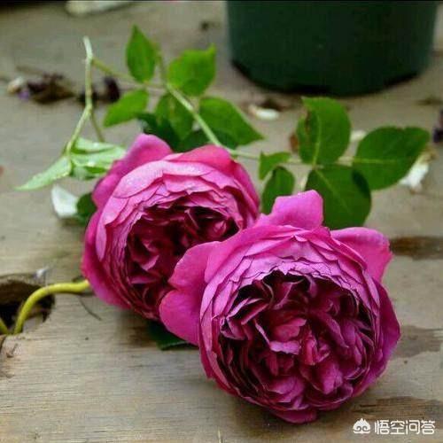 优秀月季花品种介绍百度网:请问下月季浓香丰花的品种有哪些推荐？