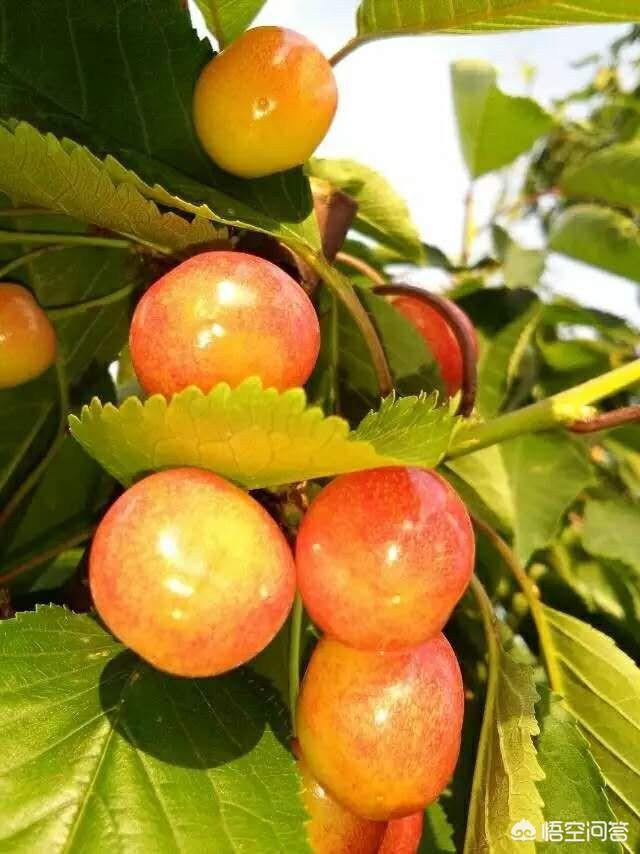 头条问答 - 佐藤锦樱桃的优缺点有哪些?市场前景怎么样?(6个回答)