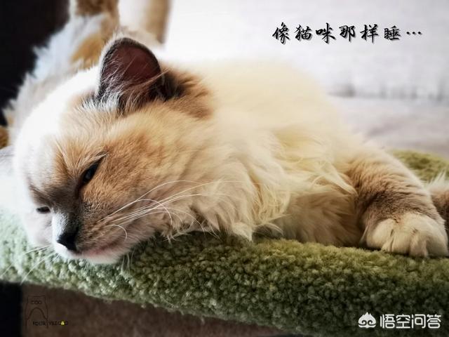 日本截尾猫会藏多久才出来:猫咪拆线后还带伊丽莎白套吗？