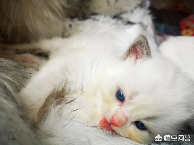 日本截尾猫会藏多久才出来:猫咪拆线后还带伊丽莎白套吗？