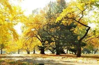 石花图片,新买的生石花挤的很紧，还用换盆吗？