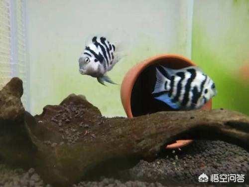 迷你鹦鹉鱼繁殖条件:迷你鹦鹉鱼人工配对行吗？