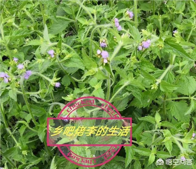 如何看待,现在的农村会有闲地的产生？