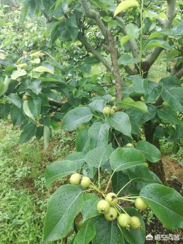 梨树的病虫害防治与管理，在农村的六月份，梨树要治哪些病打哪些农药