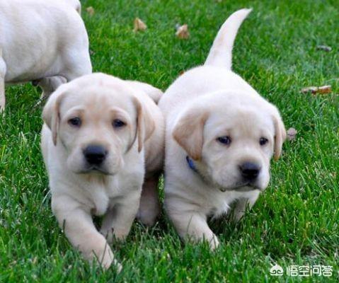 三个月幼犬拉稀怎么办:没满月的狗狗拉肚子怎么办？