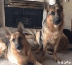 家养护卫犬:有什么大型犬特别护主吗？ 最适合家养的护卫犬