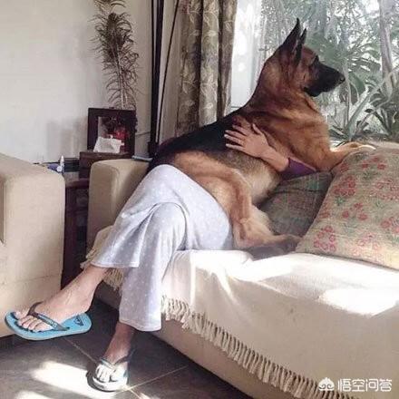 狗狗爱:有哪些特征的人特别招狗狗喜欢呢？