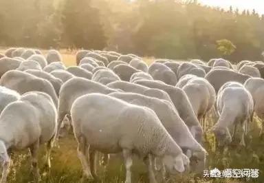 牛弓形虫病的症状图片:羊弓形虫病的症状图片 生猪出现高烧41℃，持续不退，是什么原因导致？该怎样治疗？