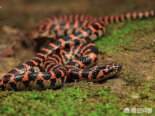 头条问答 - 在农村菜园子浇菜,看到一条非常漂亮的红蛇,这种红颜色的