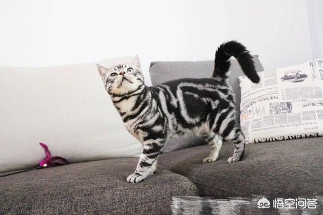 猫的品种及价格:大理石纹路豹猫价格是多少？