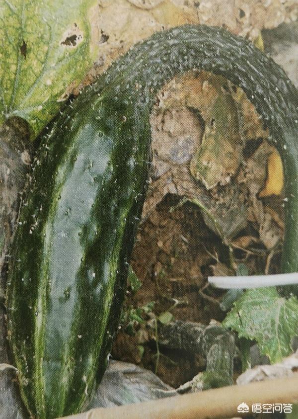 栽培黄瓜经常出现的畸形瓜是如何导致的？该如何预防黄瓜畸形瓜的发生？