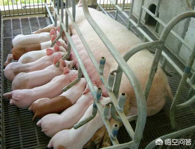 老母猪生小孩:老母猪的产后护理需要注意哪些问题