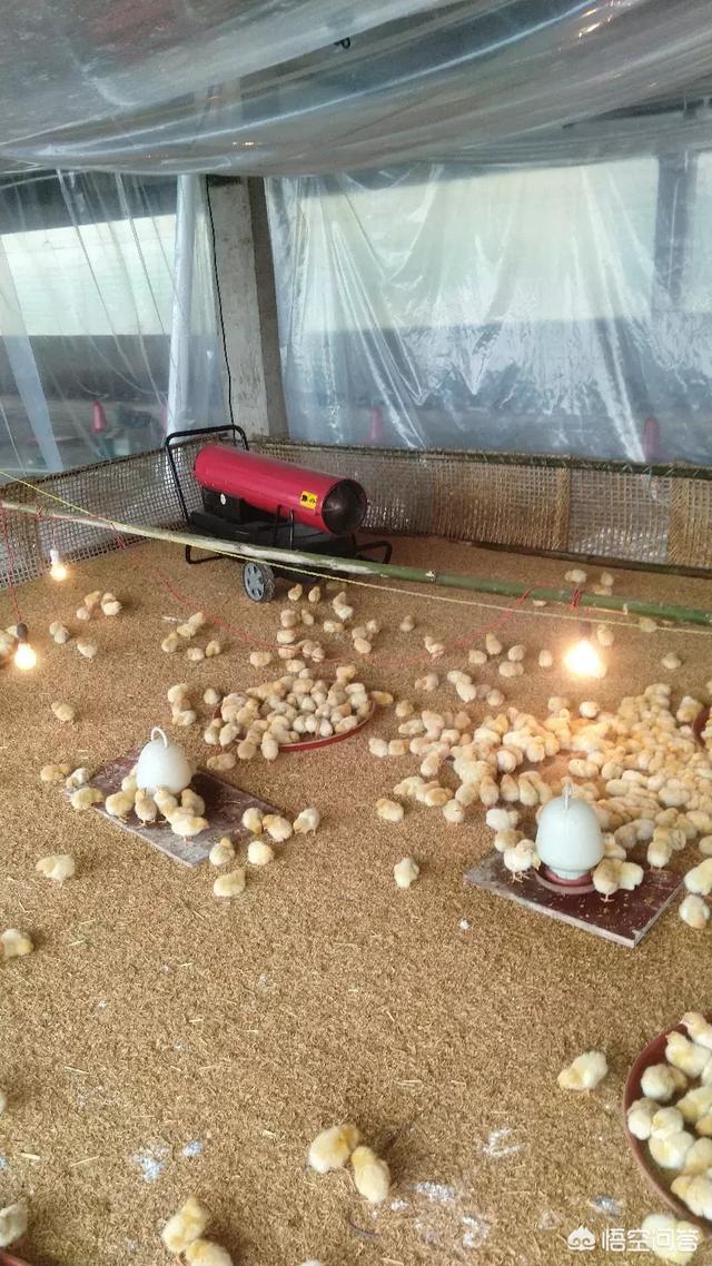食欲减退大便出血:食欲下降想大便是怎么回事 鸡不吃食拉稀带有血丝，怎么办？